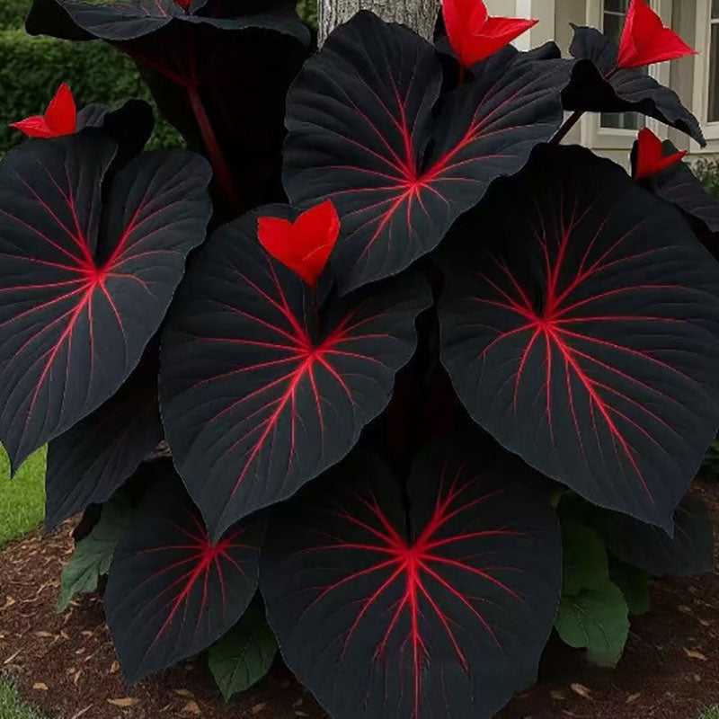 Caladium bicolor seeds | 1000 Pcs per Pack