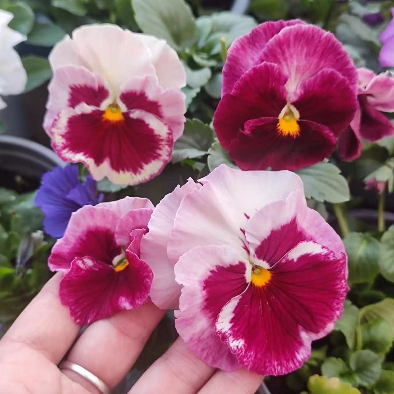 Pansy seeds | 1000pcs Per Bag