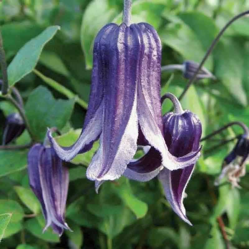 Clematis Flower Vine Seed  | 188pcs Per Bag