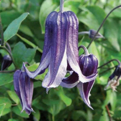 Clematis Flower Vine Seed  | 188pcs Per Bag