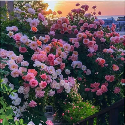 Climbing Rose Seed | 500 Pcs per Pack