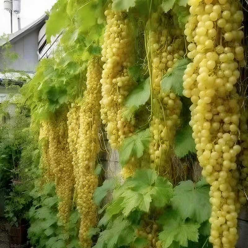 Grape Seeds | 60pcs Per Bag