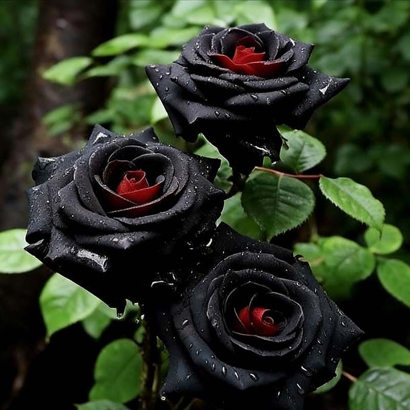Rose flower Seeds | 500pcs Per Bag