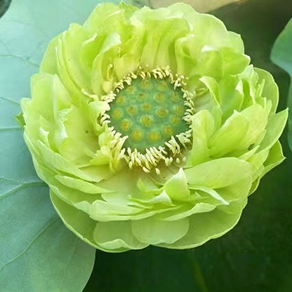 Bowl lotus | Miniature lotus Seed |50pcs Per bag