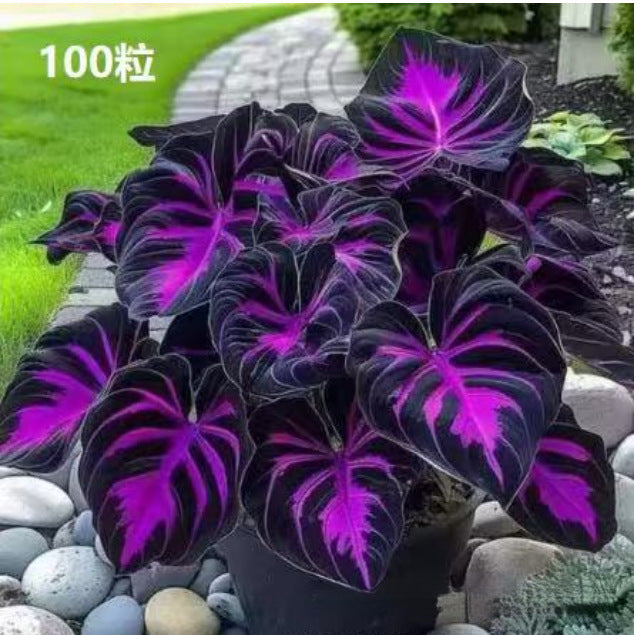 Caladium bicolor seeds | 1000 Pcs per Pack