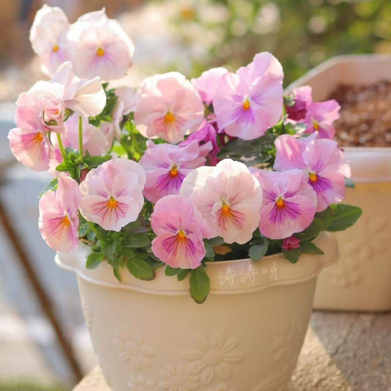 Pansy seeds | 1000pcs Per Bag