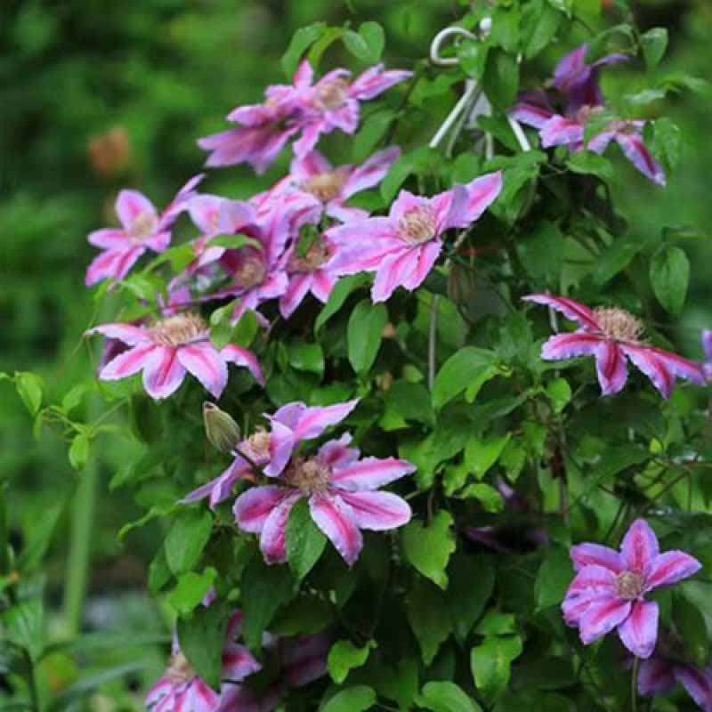 Clematis Flower Vine Seed  | 188pcs Per Bag