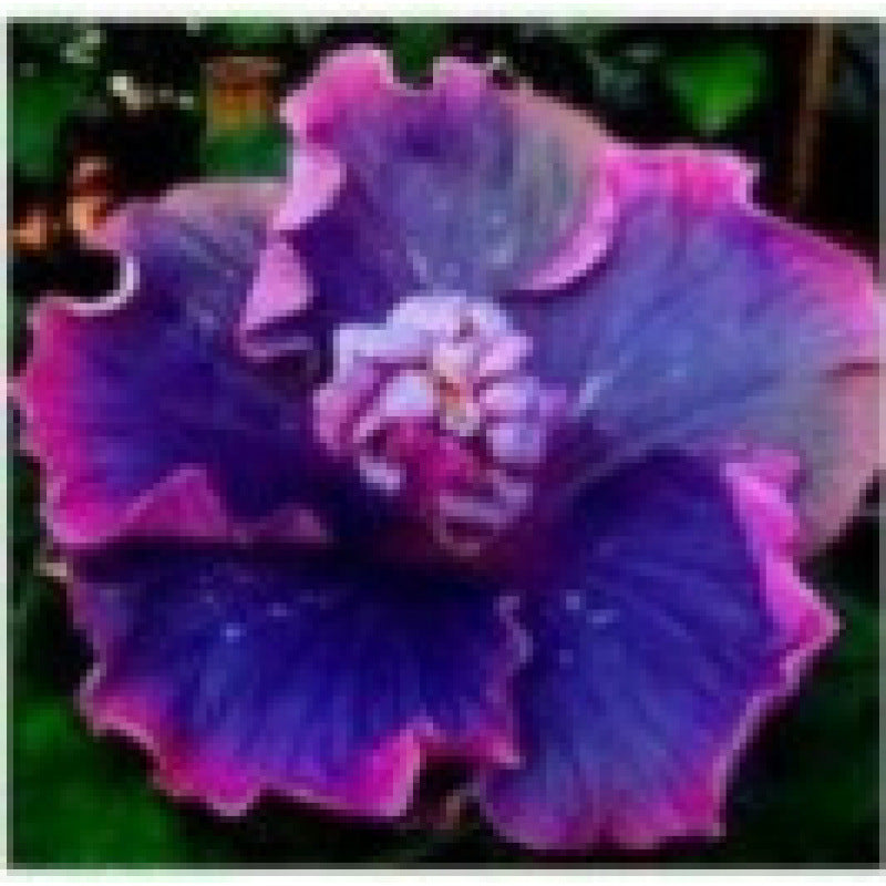 Furong seeds | 100 Pcs per Pack