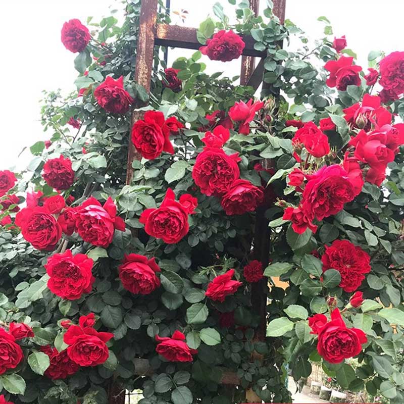 Climbing Rose Seed | 500 Pcs per Pack