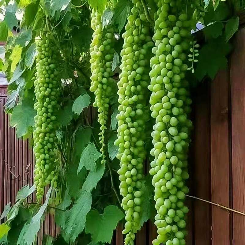 Grape Seeds | 60pcs Per Bag