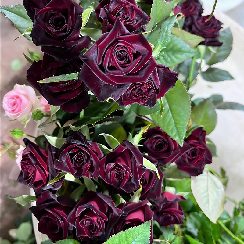 Rose flower Seeds | 500pcs Per Bag