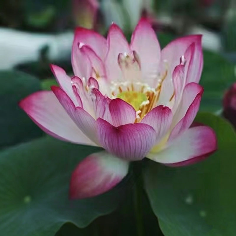 Bowl lotus | Miniature lotus Seed |50pcs Per bag