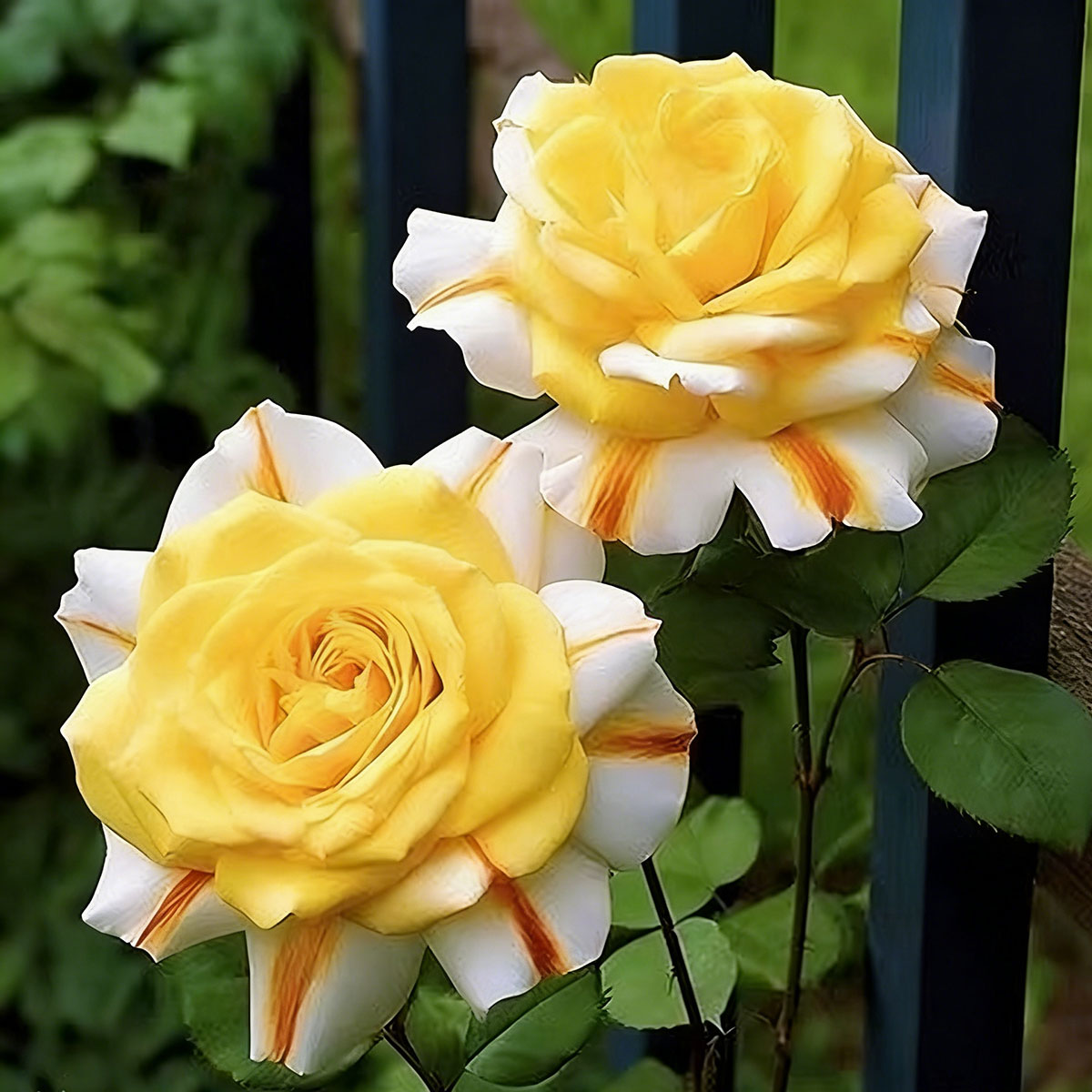 Rose flower seeds | 200 Pcs per Pack