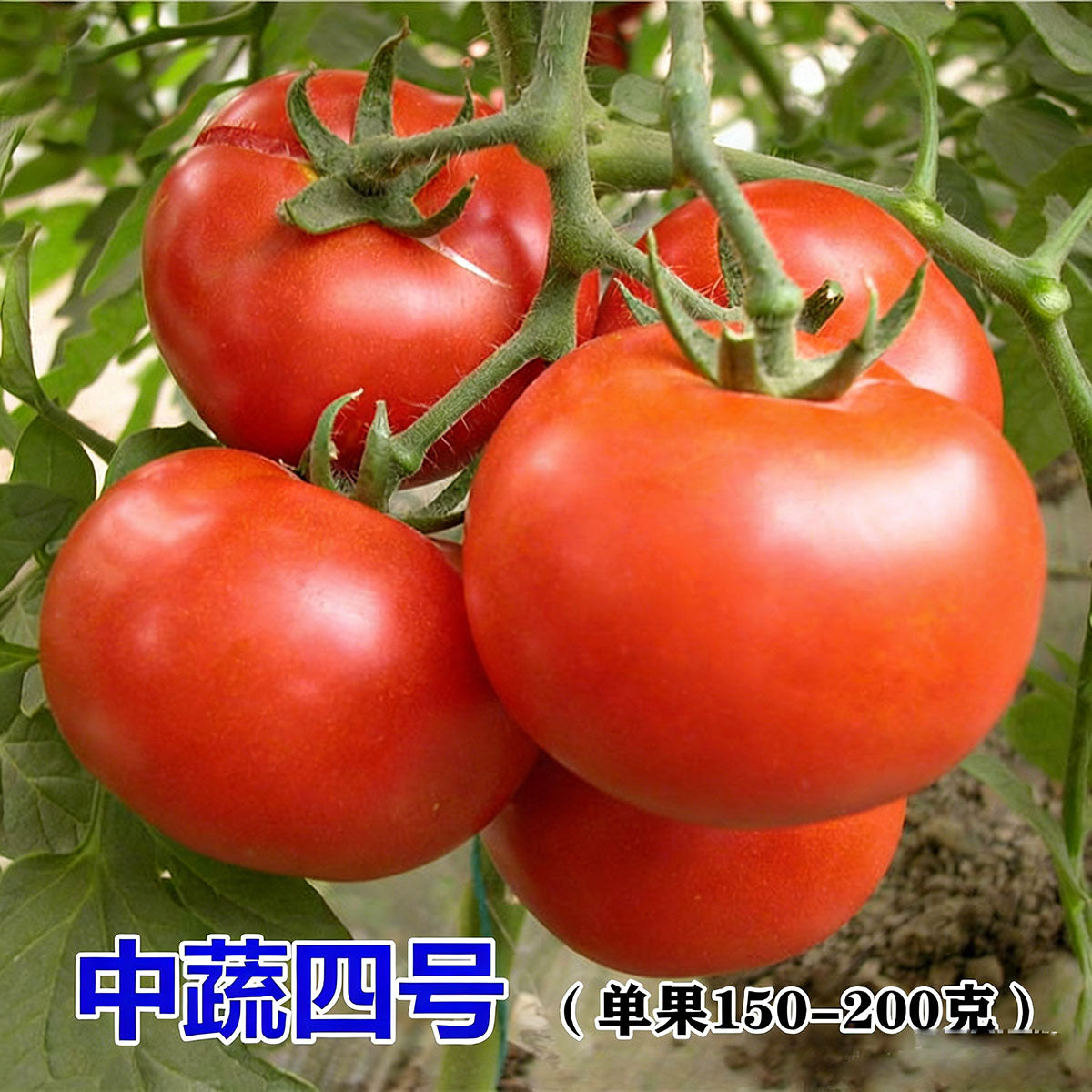 Tomato seeds | 50-200 Pcs per Pack