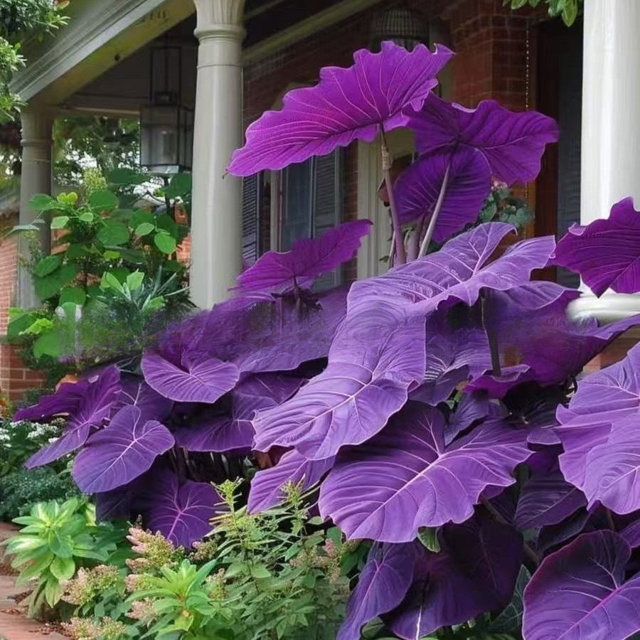 Caladium bicolor seeds | 1000 Pcs per Pack