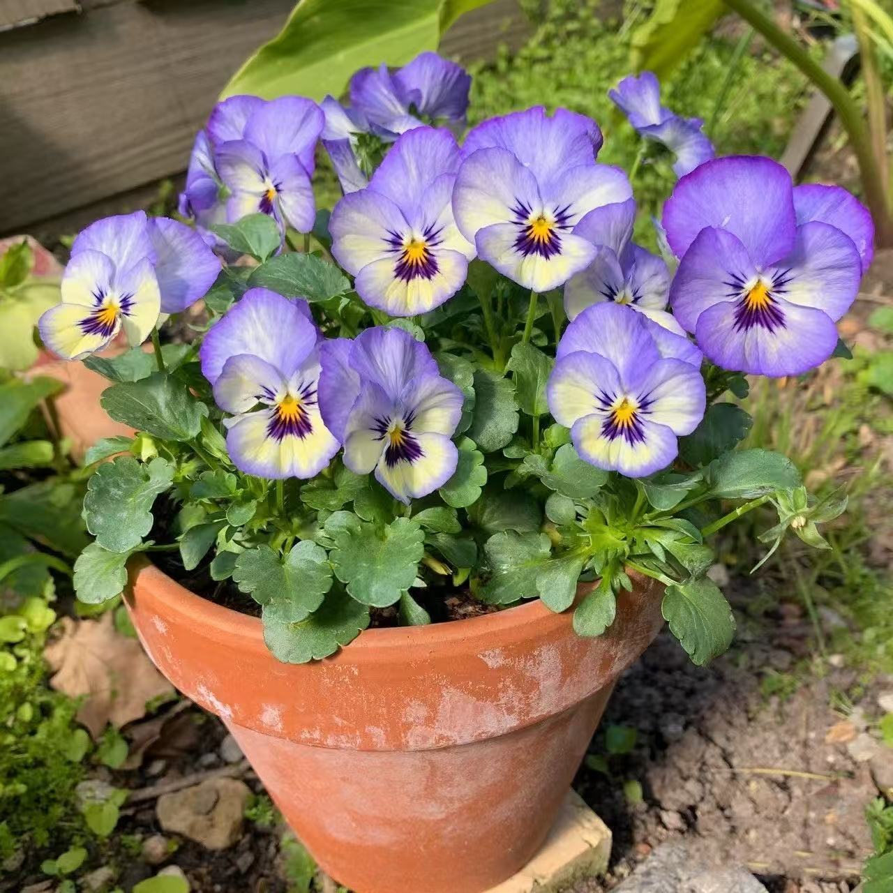 Pansy seeds | 1000pcs Per Bag