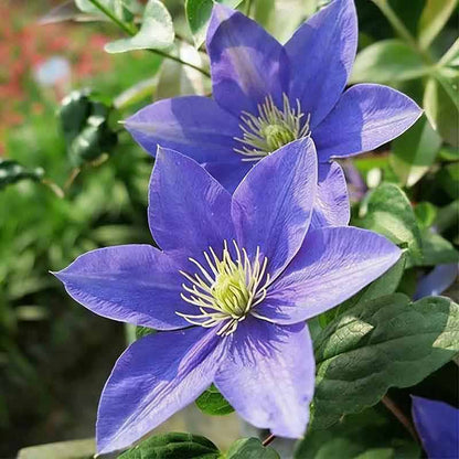 Clematis Flower Vine Seed  | 188pcs Per Bag