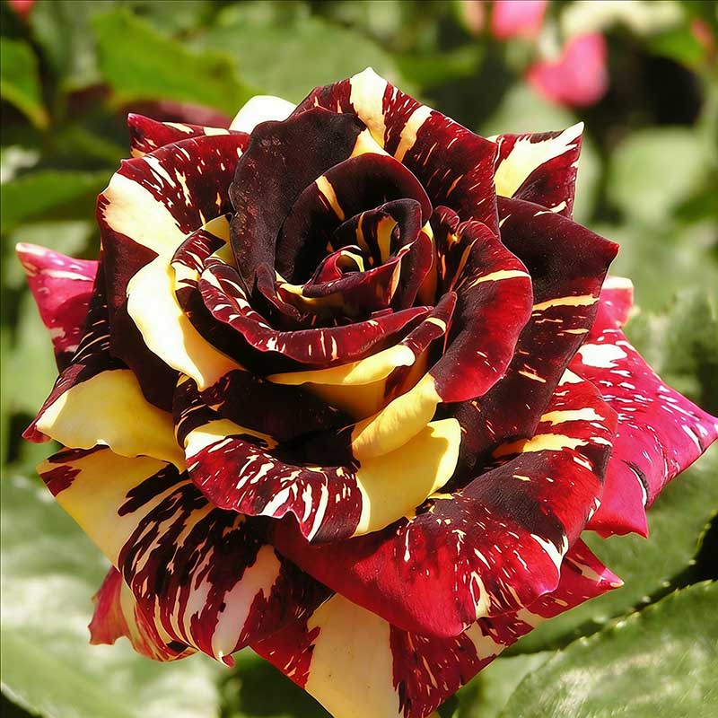 Rose flower Seeds | 500pcs Per Bag