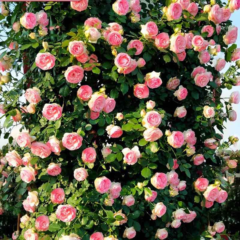 Climbing Rose Seed | 500 Pcs per Pack