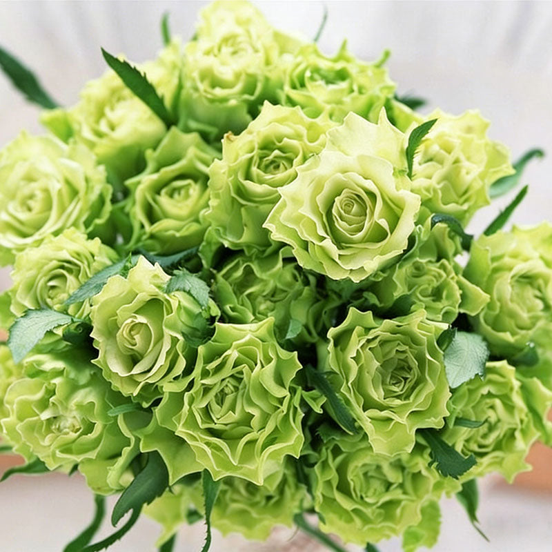 Rose flower Seeds | 500pcs Per Bag