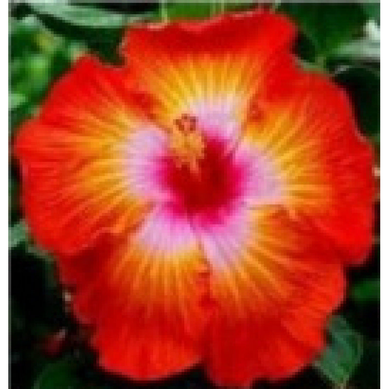 Furong seeds | 100 Pcs per Pack