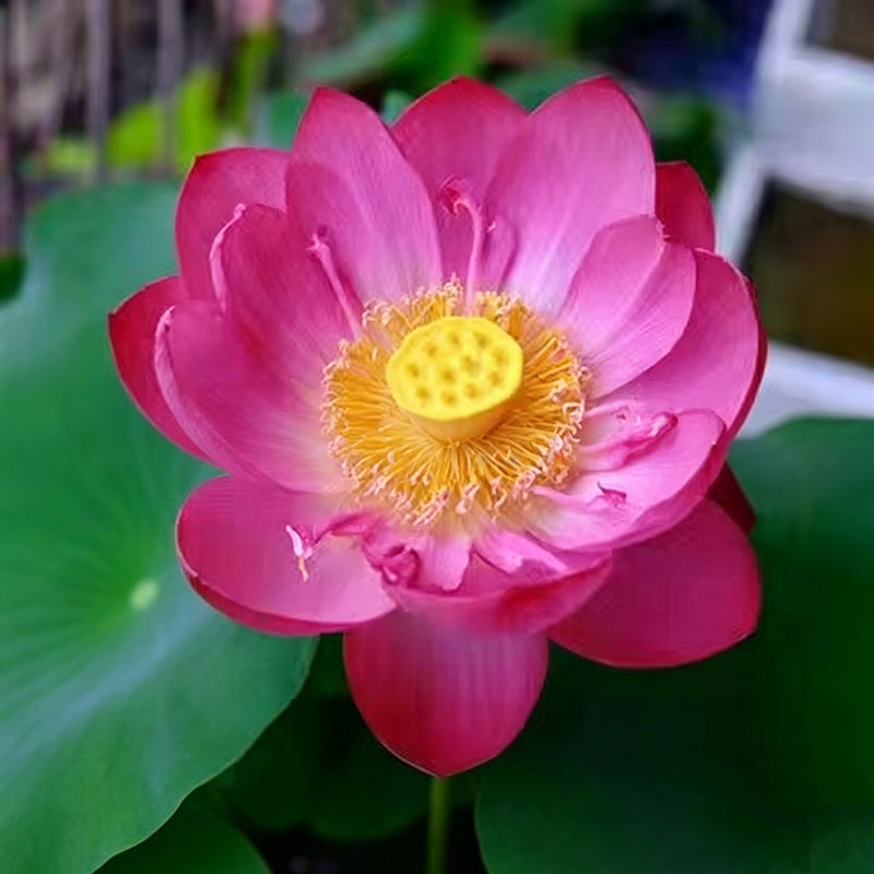 Bowl lotus | Miniature lotus Seed |50pcs Per bag