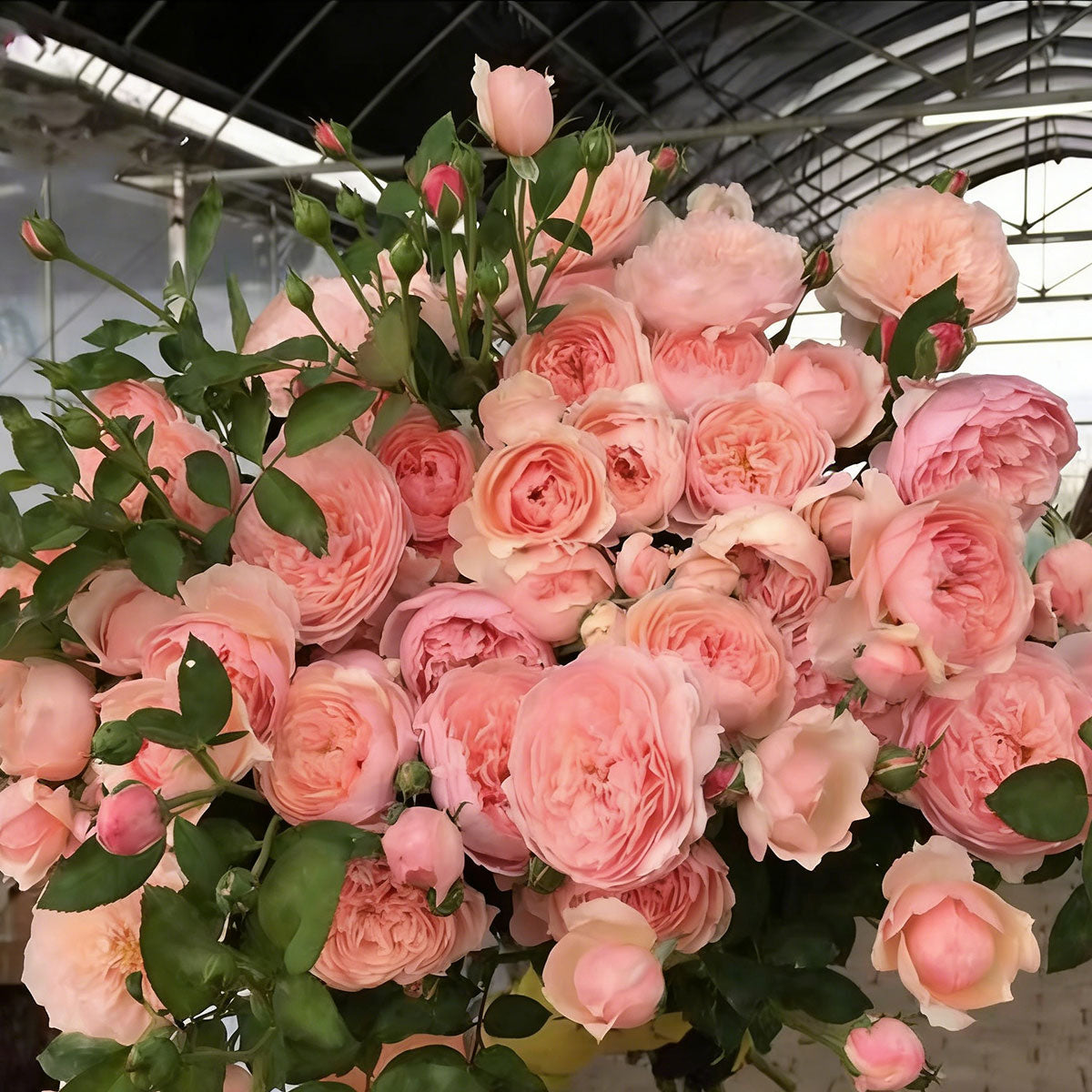 Rose flower seeds | 200 Pcs per Pack