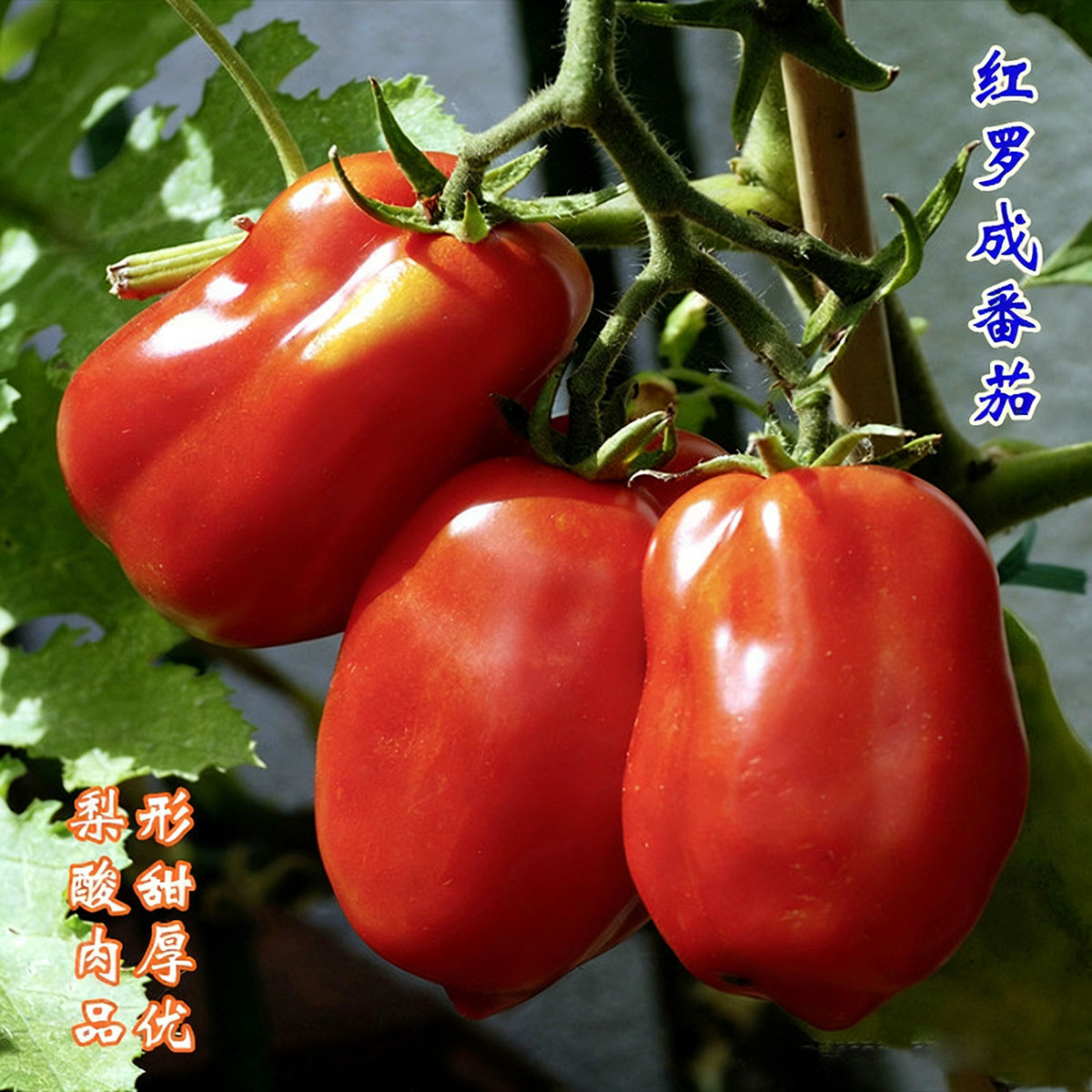 Tomato seeds | 50-200 Pcs per Pack