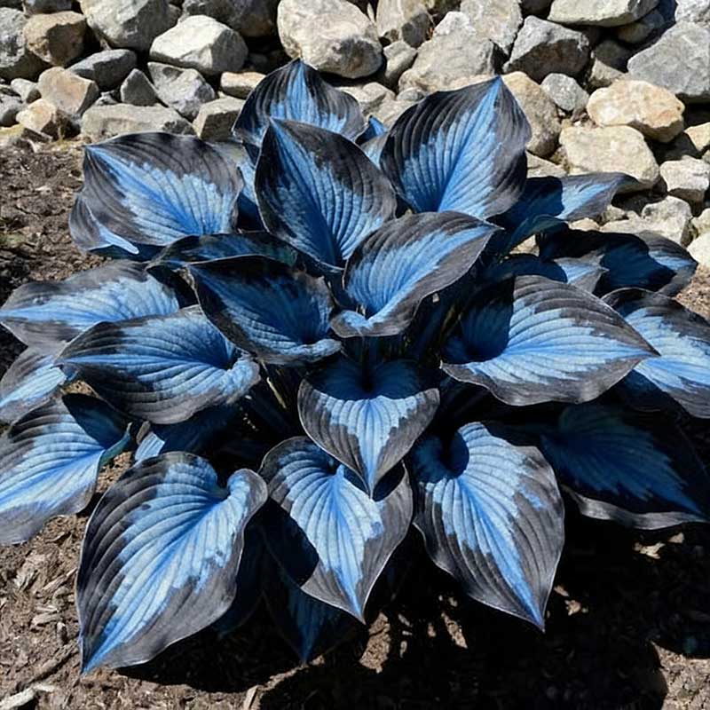 Colored hosta seeds | 1000 Pcs per Pack