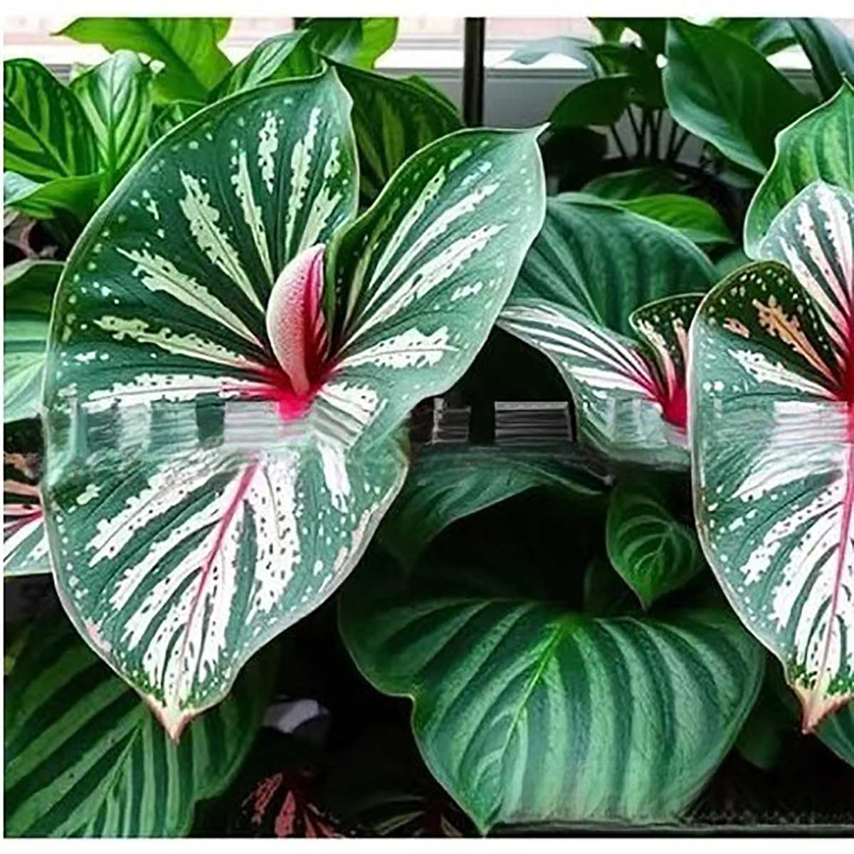 Caladium bicolor seeds | 1000 Pcs per Pack