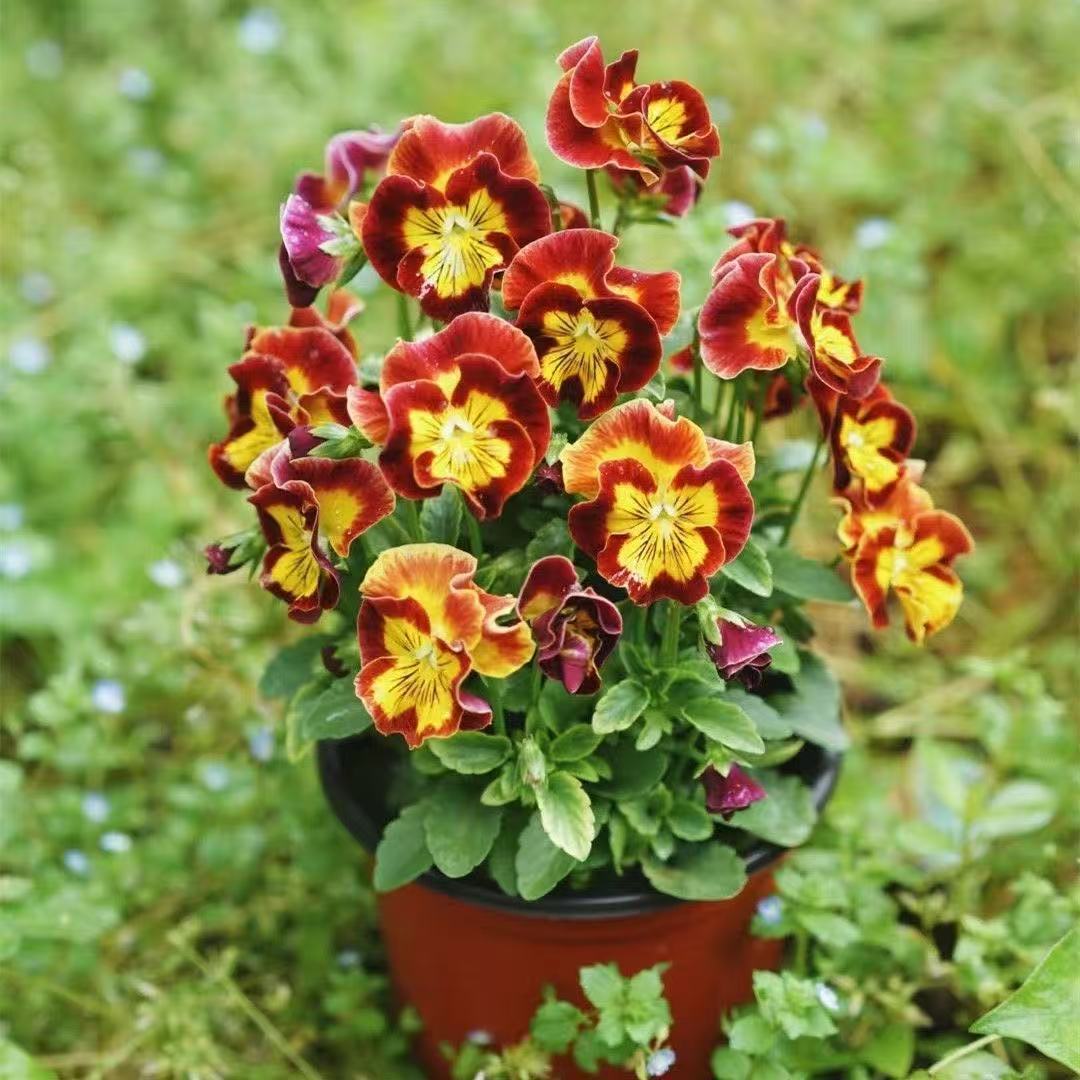 Pansy seeds | 1000pcs Per Bag