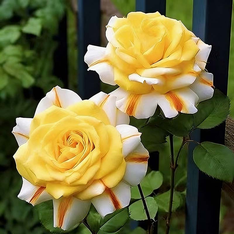 Rose flower Seeds | 500pcs Per Bag