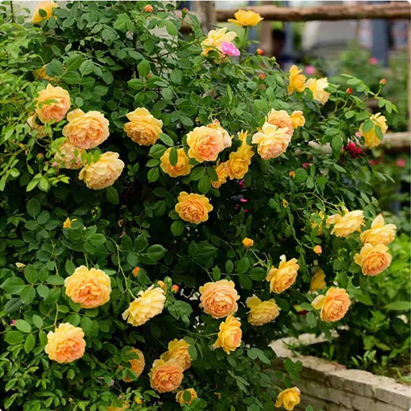 Climbing Rose Seed | 500 Pcs per Pack