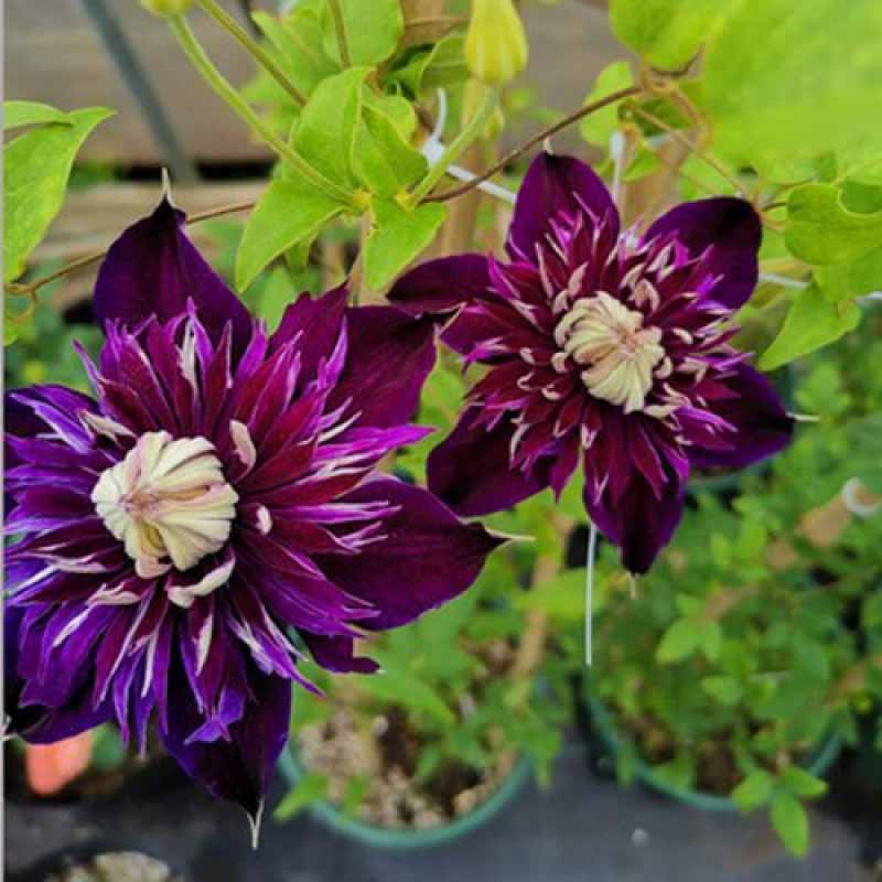 Clematis Flower Vine Seed  | 188pcs Per Bag