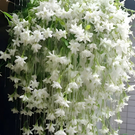 Jasmine flower seeds | 100 Pcs per Pack