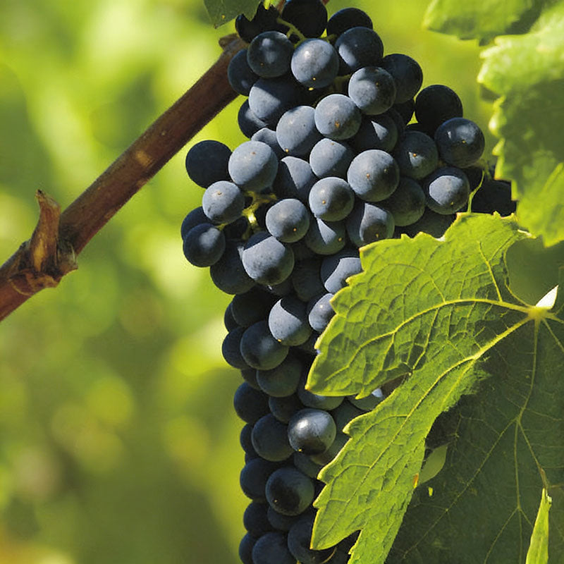 Grape Seeds | 60pcs Per Bag