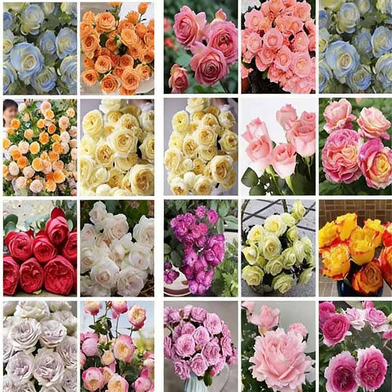 Rose flower Seeds | 500pcs Per Bag