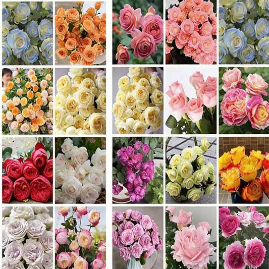 Rose flower Seeds | 500pcs Per Bag
