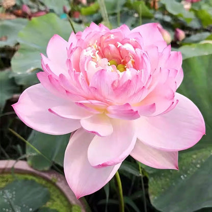 Bowl lotus | Miniature lotus Seed |50pcs Per bag