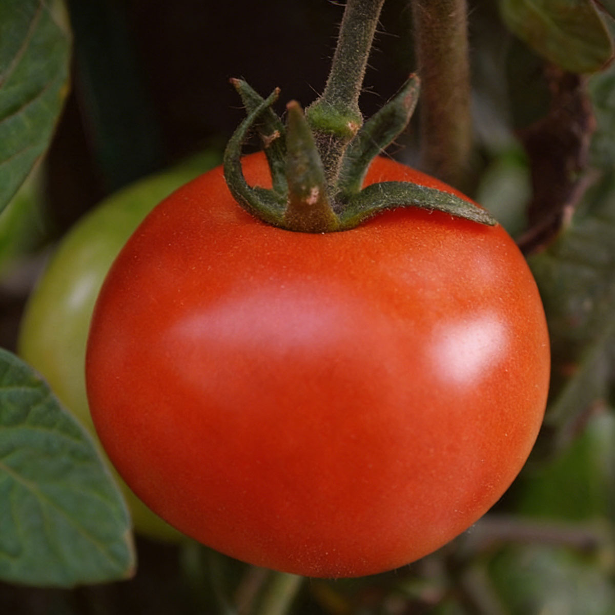 Tomato seeds | 50-200 Pcs per Pack