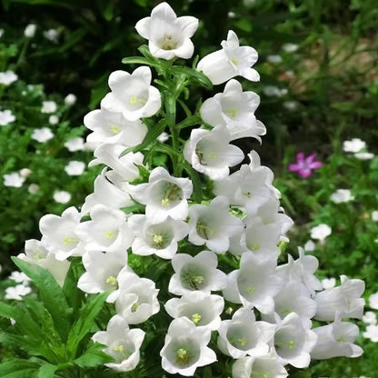Wind chime flower seeds | 1000 Pcs per Pack