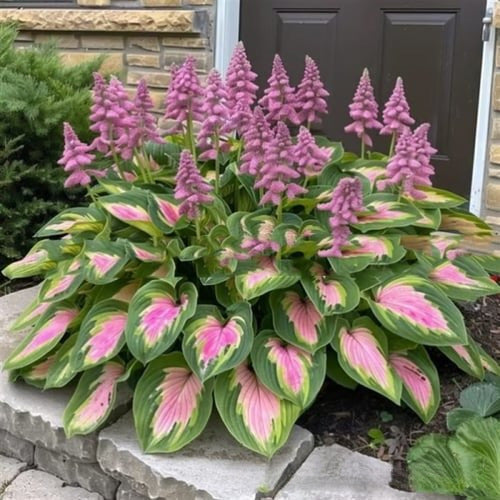 Colored hosta seeds | 1000 Pcs per Pack