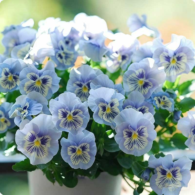 Pansy seeds | 1000pcs Per Bag