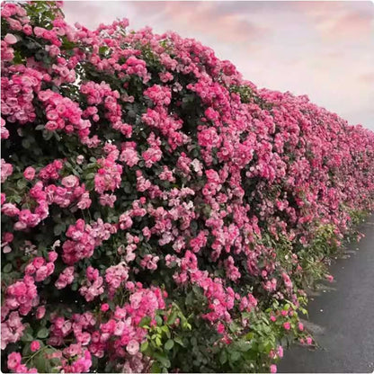 Climbing Rose Seed | 500 Pcs per Pack