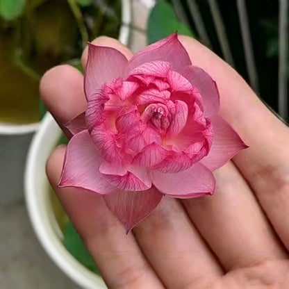 Bowl lotus | Miniature lotus Seed |50pcs Per bag
