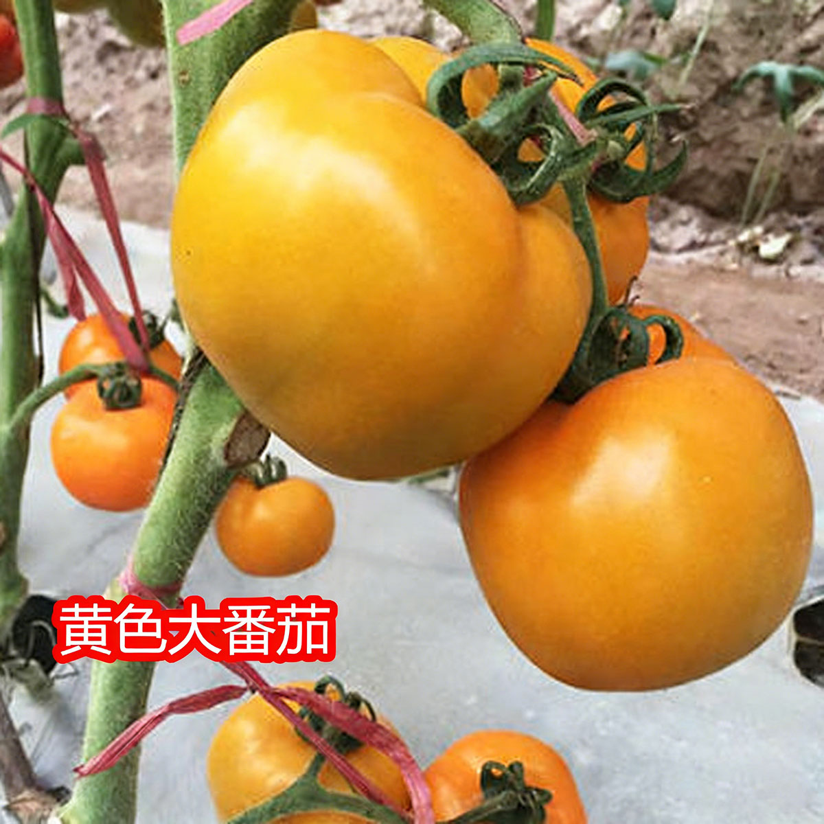 Tomato seeds | 50-200 Pcs per Pack