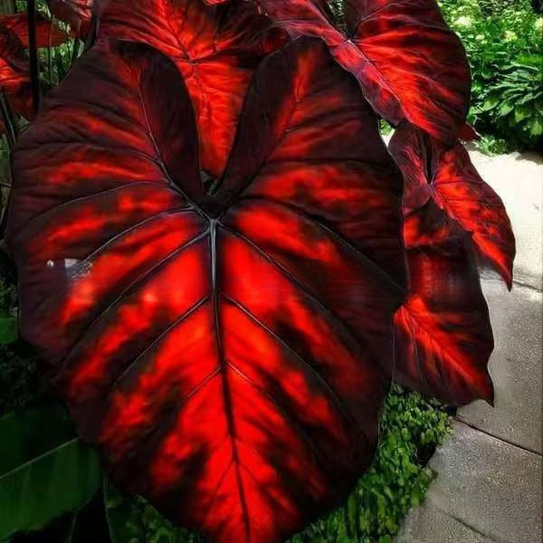 Caladium bicolor seeds | 1000 Pcs per Pack