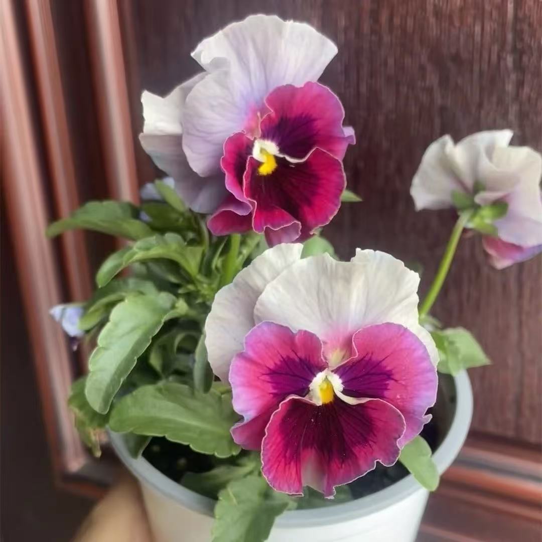 Pansy seeds | 1000pcs Per Bag