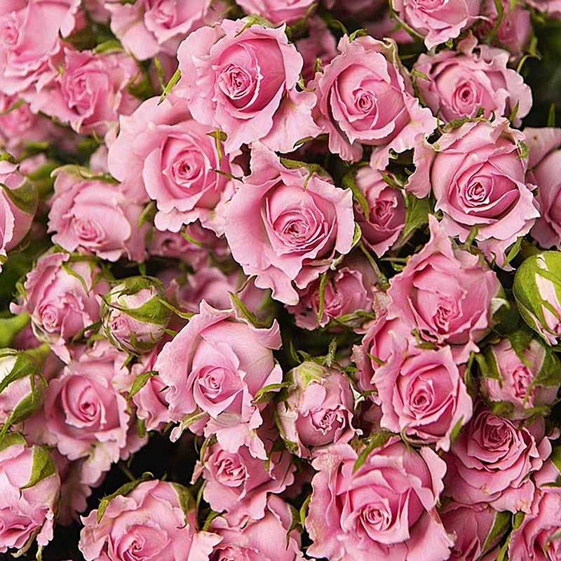 Rose flower Seeds | 500pcs Per Bag