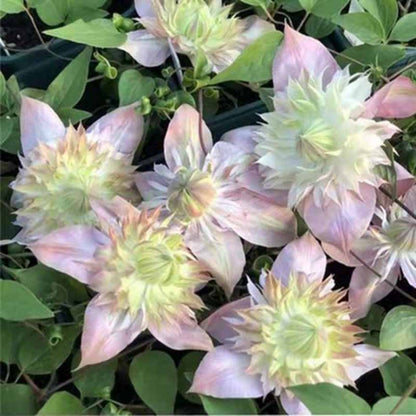 Clematis Flower Vine Seed  | 188pcs Per Bag